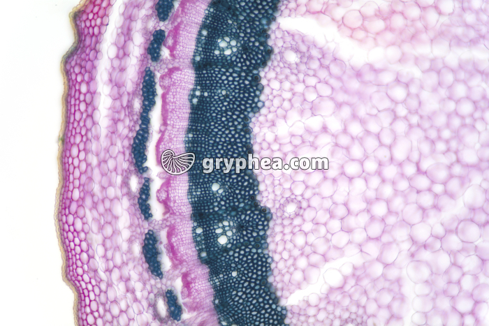 Tige de Lierre CT x100 - gryphea.com